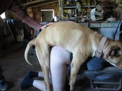 Brown dog bangs a horny guy's ass beastiality xxx